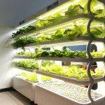 25 Heirloom Veggie & Herb Seed Collection Pack