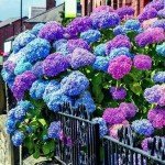 35 Hydrangea Seeds in Blue, Pink, Purple