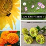 Flower Seed Variety Pack for Your Garden