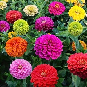 Zinnia Seeds - 1000+ Colorful Blend for Planting