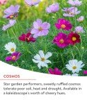 Fast Blooming Wildflower Seed Mix - 25,000 Seeds