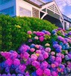 35 Hydrangea Seeds in Blue, Pink, Purple