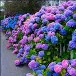 35 Hydrangea Seeds in Blue, Pink, Purple