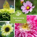 Flower Seed Variety Pack for Your Garden