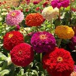 Zinnia Seeds - 1000+ Colorful Blend for Planting