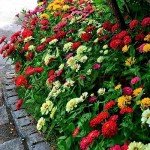 Zinnia Seeds - 1000+ Colorful Blend for Planting