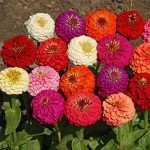 Zinnia Seeds - 1000+ Colorful Blend for Planting
