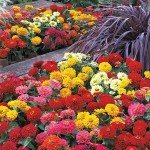 Zinnia Seeds - 1000+ Colorful Blend for Planting