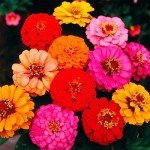 Zinnia Seeds - 1000+ Colorful Blend for Planting