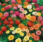 Zinnia Seeds - 1000+ Colorful Blend for Planting