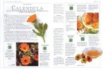 Veggies, Herbs, and Fruits Illustrated Guide