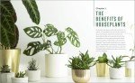 Beginner's Guide to Thriving Houseplants