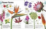 Plant Kingdom Visual Encyclopedia: Trees, Leaves, Flowers