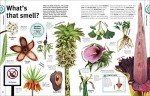 Plant Kingdom Visual Encyclopedia: Trees, Leaves, Flowers