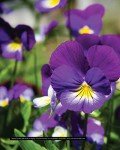 377 Flower Varieties for a Lively Garden
