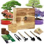 Bonsai Tree Growing Kit for Beginners and Kids