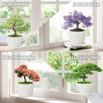 Bonsai Tree Growing Kit for Beginners and Kids
