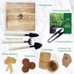 Bonsai Tree Growing Kit for Beginners and Kids