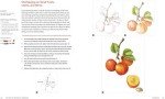 Botanical Drawing Made Easy: Step-by-Step Guide