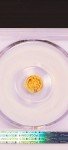 1854 Gold Liberty Head 25C Coin Gift