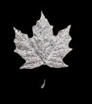 2024 Canadian 1oz Maple Leaf Gold Coin