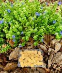 $5 Half Eagle Liberty Head Gold Coin