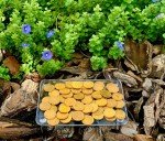 $5 Half Eagle Liberty Head Gold Coin