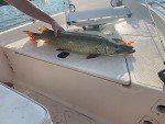 Mizugiwa Musky Dawg Soft Bait Lure Pack
