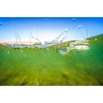 Berkley Choppo 90 Topwater Lure - Maverick