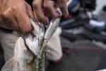 Berkley Choppo Topwater Lure - MF Shad 105