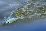 Berkley Choppo Ghost White Topwater Fishing Lure