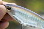Berkley Choppo Topwater Lure - MF Shad 105