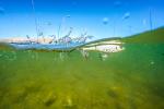 Berkley Choppo Topwater Fishing Lure - Bone 90 Size