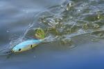 Berkley Choppo Topwater Fishing Lure - Bone 90 Size