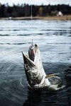 Rapala Super Shadow Rap Lure - Live Perch 16