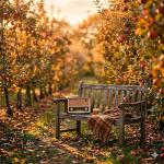 Fruit Cider Press for Homemade Delights