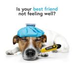 iProven Flexible Pet Thermometer for Fast Fever Readings