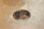 Custom Vintage Folk Art Abstract Belt Buckle