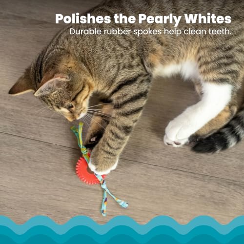Petstages Dental Kitty Chew Wheel Catnip Cat Toy
