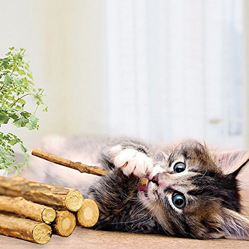Natural Silvervine Catnip Chew Sticks (12+ pcs)