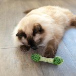 Catnip Infused Breath Freshener Chew Toy