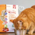 Antibiotic-Free Turkey Cat Food, 3 lb