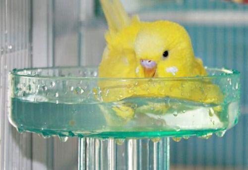 Bird Cage Bath for Small to Medium Parrots