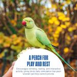 PENN-PLAX Bird-Life Cement Trimmer Bird Perch – Naturally Trims Nails & Beak – Great for Parrots, Cockatoos, Macaws, and Other Large Birds – 10” Long