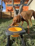 Downtown Pet Supply Raised Dog Bowl - Portable Feeder for Travel - Collapsible Silicone Design - 5 Cups Capacity - Lightweight Pet Feeder - Ideal for Small, Medium & Large Dogs - Dog Feeding Station