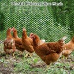 Plastic Chicken Wire Mesh, 15.7INX33FT Poultry Gardening Farm Containment Fence Fence, for Outdoor Breeding Black Chicken Wire Security Fence
