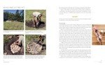 Fire-Cooked Baking: Rediscovering Wood-Fired Flavors