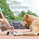 Mini Silicone Mold for Chocolate and Treats