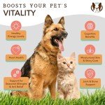 Natural Dog Salmon Oil for Healthy Skin & Coat