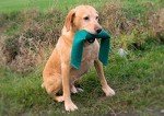 Customizable Dummy Set for Balanced Training - Green